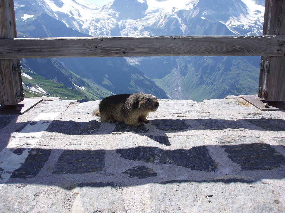 Marmot